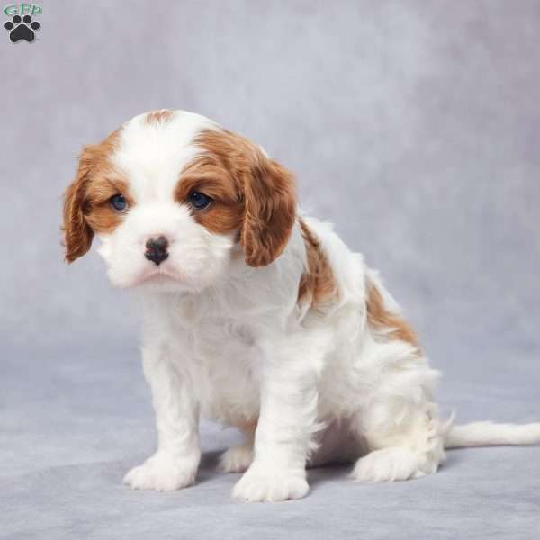 Maverick, Cavalier King Charles Spaniel Puppy
